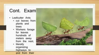 Cont. Examples 
• Leafcutter Ants 
• cut leaves from 
plants and 
trees 
• Workers forage 
for leaves 
hundreds of 
meters away 
from the nest, 
• literally 
organizing 
highways to 
and from their 
foraging sites 
 