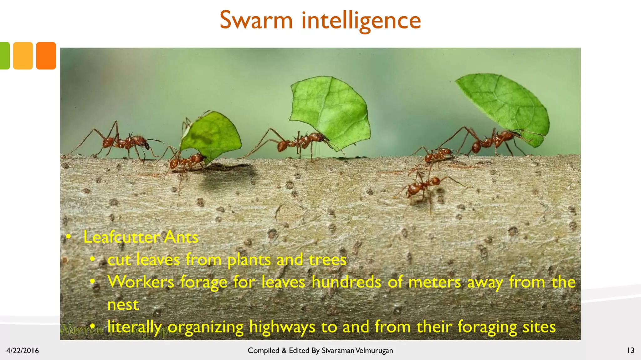 4/22/2016 Compiled & Edited By SivaramanVelmurugan 13
Swarm intelligence
• Leafcutter Ants
• cut leaves from plants and trees
• Workers forage for leaves hundreds of meters away from the
nest
• literally organizing highways to and from their foraging sites
 