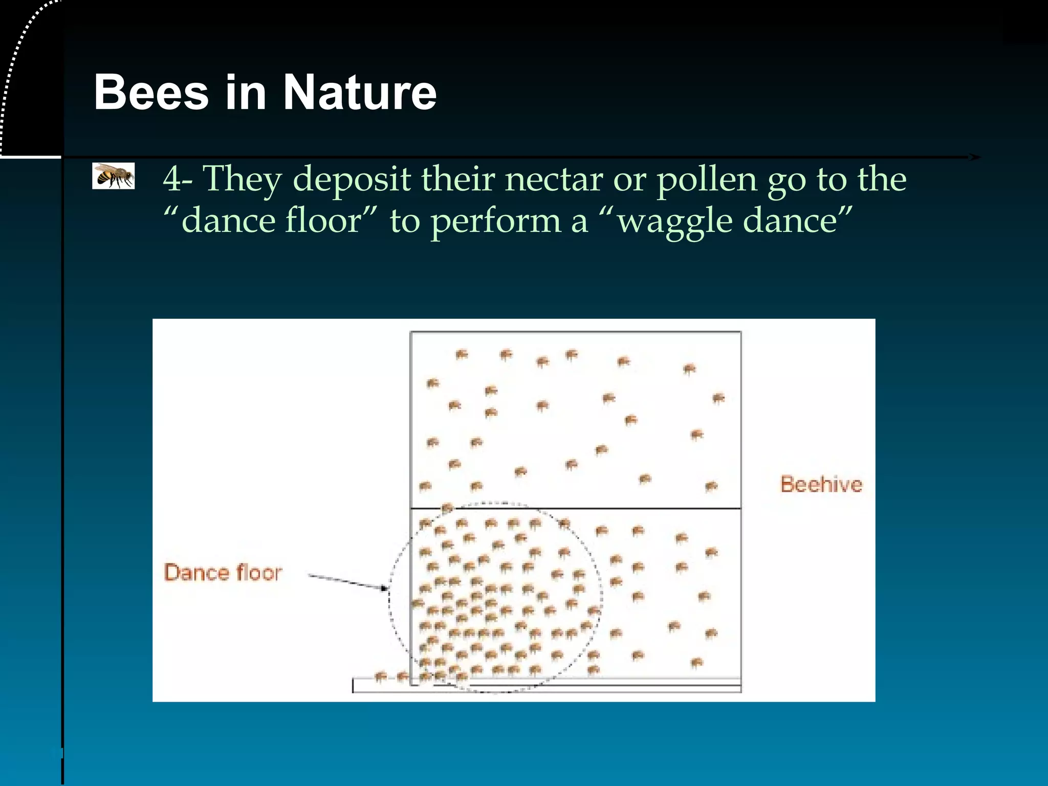 11
Bees in Nature
4- They deposit their nectar or pollen go to the
“dance floor” to perform a “waggle dance”
 