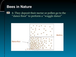 11
Bees in Nature
4- They deposit their nectar or pollen go to the
“dance floor” to perform a “waggle dance”
 