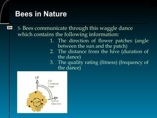 12
Bees in Nature
5- Bees communicate through this waggle dance
which contains the following information:
1. The direction of flower patches (angle
between the sun and the patch)
2. The distance from the hive (duration of
the dance)
3. The quality rating (fitness) (frequency of
the dance)
 
