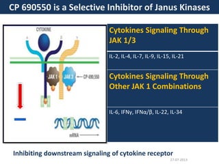 CP 690550 is a Selective Inhibitor of Janus Kinases
Cytokines Signaling Through
JAK 1/3
IL-2, IL-4, IL-7, IL-9, IL-15, IL-21
Cytokines Signaling Through
Other JAK 1 Combinations
IL-6, IFNγ, IFNα/β, IL-22, IL-34
Inhibiting downstream signaling of cytokine receptor
27-07-2013
 