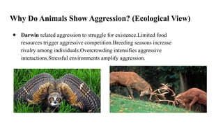 The Aggression Behaviour in animal behavioural biology | PPTX