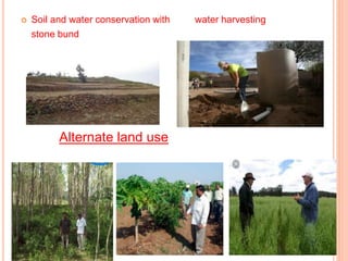  Soil and water conservation with water harvesting
stone bund
Alternate land use
 