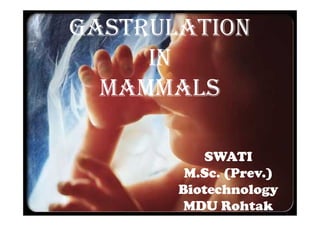 Gastrulation
IN
MAMMALS
By : Swati Chahal
 