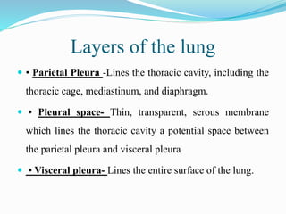 Layers of the lung
 • Parietal Pleura -Lines the thoracic cavity, including the
thoracic cage, mediastinum, and diaphragm.
 • Pleural space- Thin, transparent, serous membrane
which lines the thoracic cavity a potential space between
the parietal pleura and visceral pleura
 • Visceral pleura- Lines the entire surface of the lung.
 