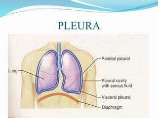 PLEURA
 