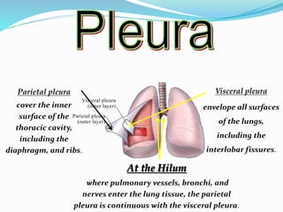 Parietal pleura
cover the inner
surface of the
thoracic cavity,
including the
diaphragm, and ribs.
Visceral pleura
envelope all surfaces
of the lungs,
including the
interlobar fissures.
At the Hilum
where pulmonary vessels, bronchi, and
nerves enter the lung tissue, the parietal
pleura is continuous with the visceral pleura.
 