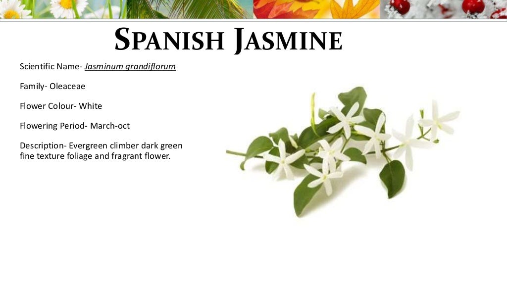 List of climbers, shrubs and creepers