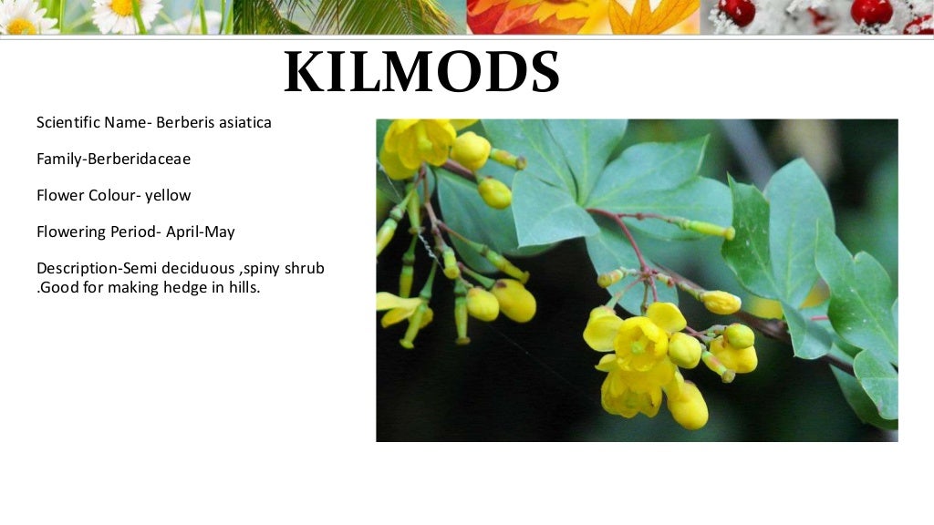 List of climbers, shrubs and creepers