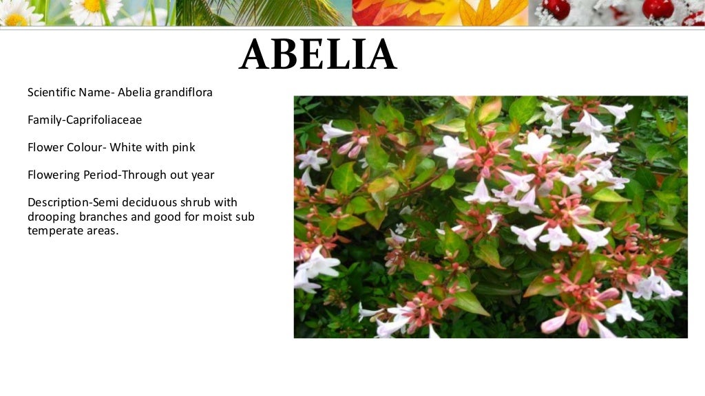 List of climbers, shrubs and creepers
