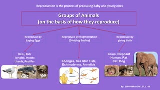Groups of Animals
(on the basis of how they reproduce)
Reproduce by
Laying Eggs
Birds, Fish
Tortoise, Insects
Lizards, Reptiles Sponges, Sea Star Fish,
Echinoderms, Annelids
Cows, Elephant
Human, Rat
Cat, Dog
Reproduce by fragmentation
(Dividing Bodies)
Reproduce by
giving birth
By: SWAYAM PADHI , VI, I, 49
Reproduction is the process of producing baby and young ones
 