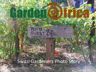 Swazi Gardeners Photo Story 