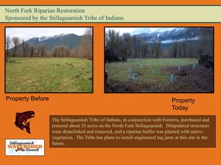 North Fork Riparian Restoration
Sponsored by the Stillaguamish Tribe of Indians




Property Before                                                                 Property
                                                                                Today
                  The Stillaguamish Tribe of Indians, in conjunction with Forterra, purchased and
                  restored about 35 acres on the North Fork Stillaguamish. Dilapidated structures
                  were demolished and removed, and a riparian buffer was planted with native
                  vegetation. The Tribe has plans to install engineered log jams at this site in the
                  future.
 