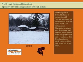 North Fork Riparian Restoration
Sponsored by the Stillaguamish Tribe of Indians

                                                  The Stillaguamish
                                                  Tribe of Indians, in
                                                  conjunction with
                                                  Forterra, purchased and
                                                  restored about 35 acres
                                                  on the North Fork
                                                  Stillaguamish.
                                                  Dilapidated structures
                                                  were demolished and
                                                  removed, and a riparian
                                                  buffer was planted with
                                                  native vegetation. The
                                                  Tribe has plans to
                                                  install engineered log
                                                  jams at this site in the
                         Before                   future.
 