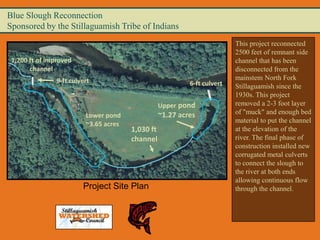 Blue Slough Reconnection
Sponsored by the Stillaguamish Tribe of Indians
                                                                           This project reconnected
                                                                           2500 feet of remnant side
 1,200 ft of improved                                                      channel that has been
       channel                                                             disconnected from the
                9-ft culvert                                               mainstem North Fork
                                                            6-ft culvert   Stillaguamish since the
                                                                           1930s. This project
                                                   Upper pond              removed a 2-3 foot layer
                          Lower pond               ~1.27 acres             of "muck" and enough bed
                          ~3.65 acres                                      material to put the channel
                                        1,030 ft                           at the elevation of the
                                        channel                            river. The final phase of
                                                                           construction installed new
                                                                           corrugated metal culverts
                                                                           to connect the slough to
                                                                           the river at both ends
                                                                           allowing continuous flow
                         Project Site Plan                                 through the channel.
 
