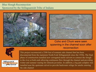 Blue Slough Reconnection
Sponsored by the Stillaguamish Tribe of Indians




                                                     Coho and Chum were seen
                                                  spawning in the channel soon after
                                                            reconnection
                This project reconnected a 2500 feet of remnant side channel that has been
                disconnected from the mainstem North Fork Stillaguamish since the 1930s. The final
                phase of construction installed new corrugated metal culverts to connect the slough
                to the river at both ends allowing continuous flow through the channel and providing
                winter and summer rearing for chinook juveniles. In addition, a log jam complex was
                installed near the upstream culvert to provide backwater refuge for smolts entering
                the side channel
 