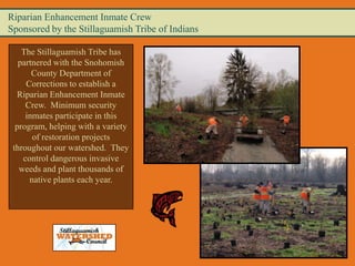 Riparian Enhancement Inmate Crew
Sponsored by the Stillaguamish Tribe of Indians

    The Stillaguamish Tribe has
   partnered with the Snohomish
       County Department of
     Corrections to establish a
  Riparian Enhancement Inmate
     Crew. Minimum security
     inmates participate in this
  program, helping with a variety
       of restoration projects
 throughout our watershed. They
    control dangerous invasive
   weeds and plant thousands of
      native plants each year.
 