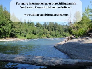 For more information about the Stillaguamish
   Watershed Council visit our website at:

      www.stillaguamishwatershed.org
 