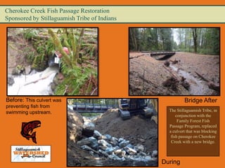 Cherokee Creek Fish Passage Restoration
Sponsored by Stillaguamish Tribe of Indians




Before: This culvert was                                Bridge After
preventing fish from
swimming upstream.                              The Stillaguamish Tribe, in
                                                    conjunction with the
                                                     Family Forest Fish
                                                Passage Program, replaced
                                                a culvert that was blocking
                                                 fish passage on Cherokee
                                                 Creek with a new bridge.



                                              During
 