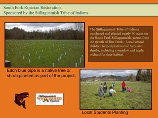 South Fork Riparian Restoration
Sponsored by the Stillaguamish Tribe of Indians


                                                  The Stillaguamish Tribe of Indians
                                                  purchased and planted nearly 60 acres on
                                                  the South Fork Stillaguamish, across from
                                                  the mouth of Jim Creek. Local school
                                                  children helped plant native trees and
                                                  shrubs, including a meadow and apple
                                                  orchard for deer habitat.



 Each blue pipe is a native tree or
 shrub planted as part of the project.




                                           Local Students Planting
 