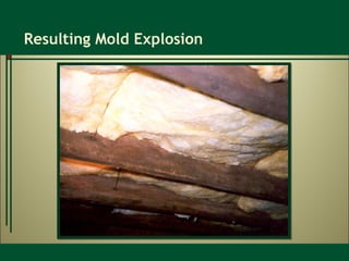 Resulting Mold Explosion 