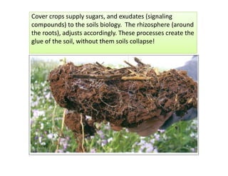 Cover crops supply sugars, and exudates (signaling 
compounds) to the soils biology.  The rhizosphere (around 
the roots),...
