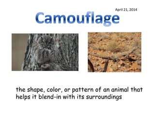 April 21, 2014
the shape, color, or pattern of an animal that
helps it blend-in with its surroundings
 