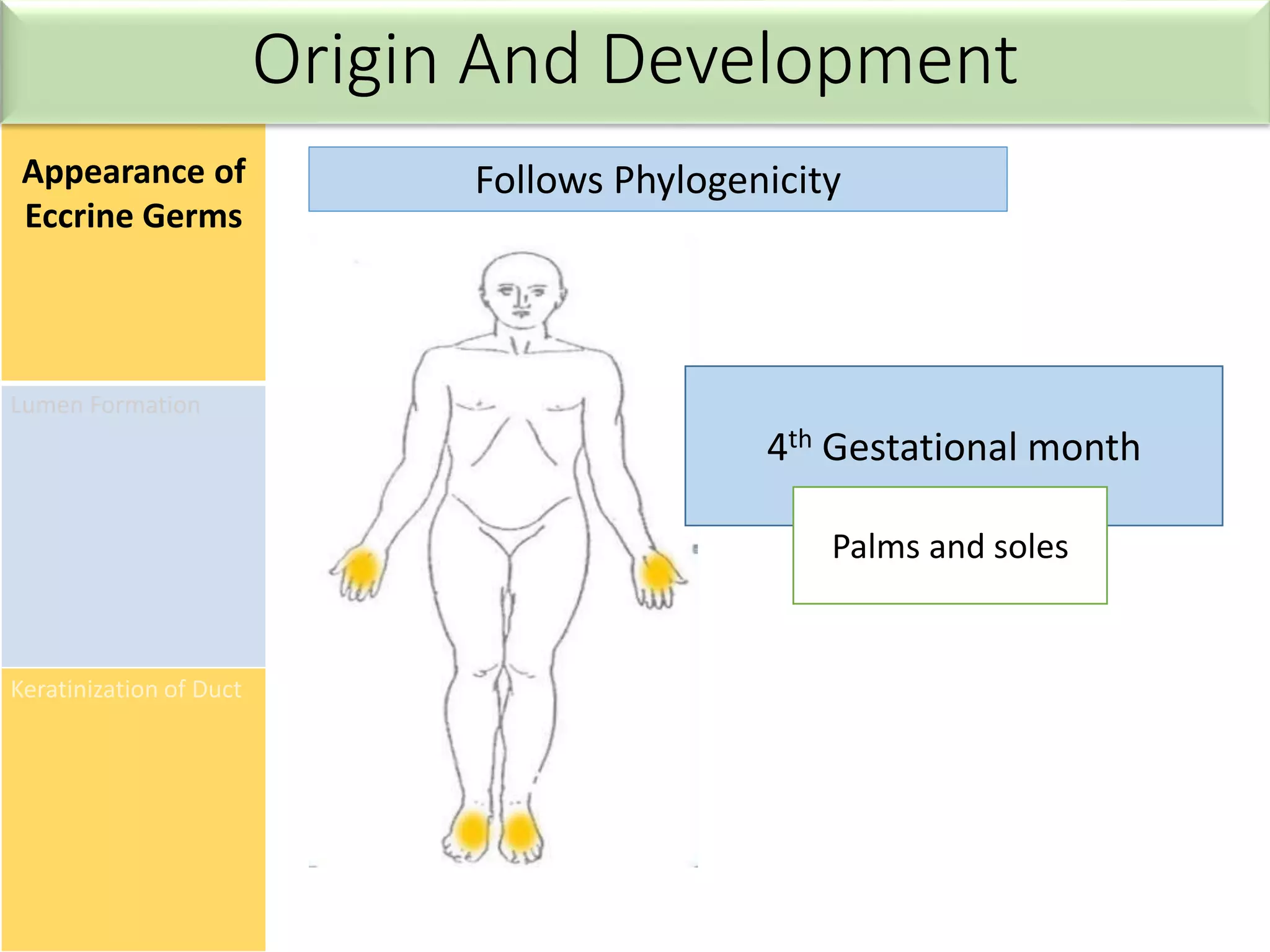 Appearance of
Eccrine Germs
Lumen Formation
Keratinization of Duct
Follows Phylogenicity
4th Gestational month
Palms and soles
Origin And Development
 