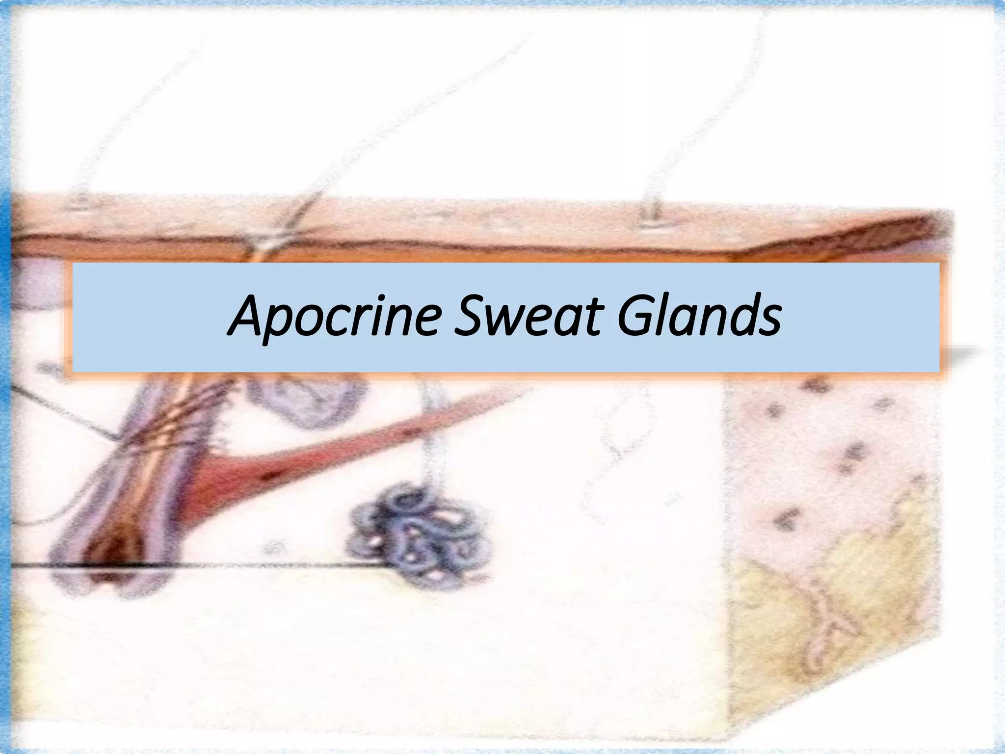 Apocrine Sweat Glands
 