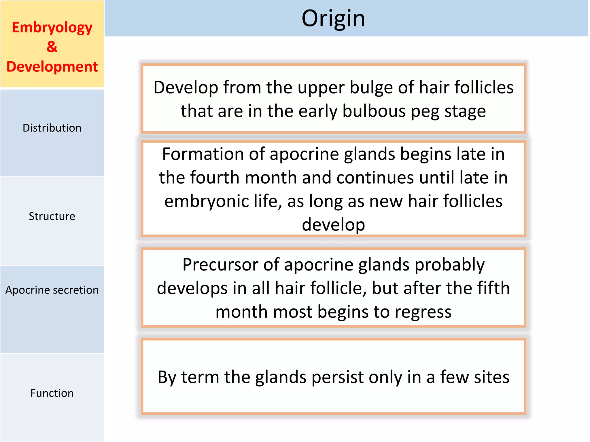 OriginEmbryology
&
Development
Distribution
Structure
Apocrine secretion
Function
Develop from the upper bulge of hair follicles
that are in the early bulbous peg stage
Formation of apocrine glands begins late in
the fourth month and continues until late in
embryonic life, as long as new hair follicles
develop
Precursor of apocrine glands probably
develops in all hair follicle, but after the fifth
month most begins to regress
By term the glands persist only in a few sites
 