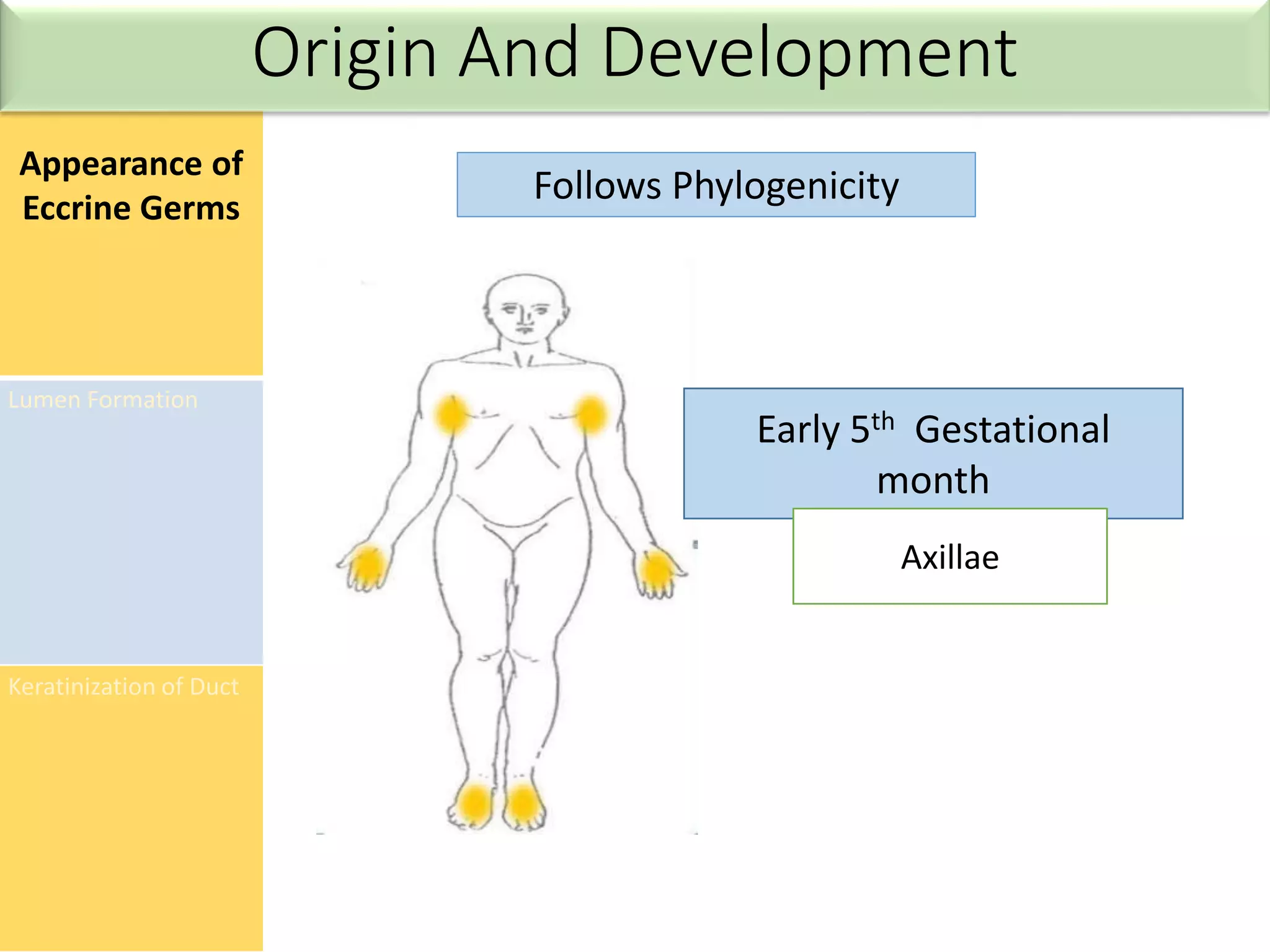 Appearance of
Eccrine Germs
Lumen Formation
Keratinization of Duct
Follows Phylogenicity
Early 5th Gestational
month
Axillae
Origin And Development
 