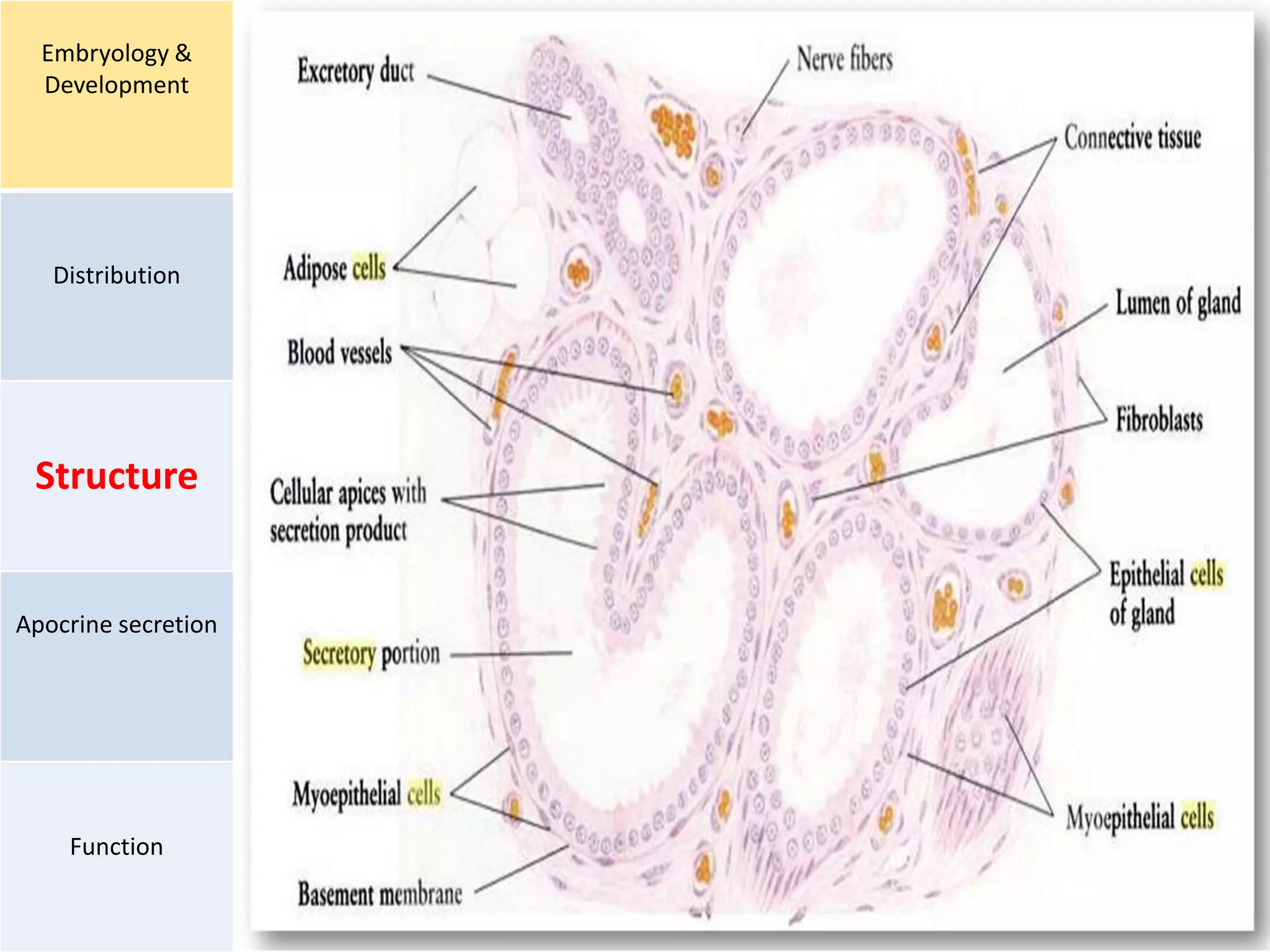 Embryology &
Development
Distribution
Structure
Apocrine secretion
Function
 