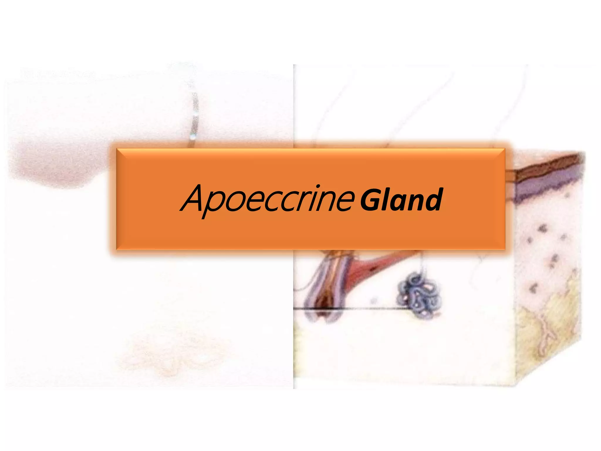 Apoeccrine Gland
 