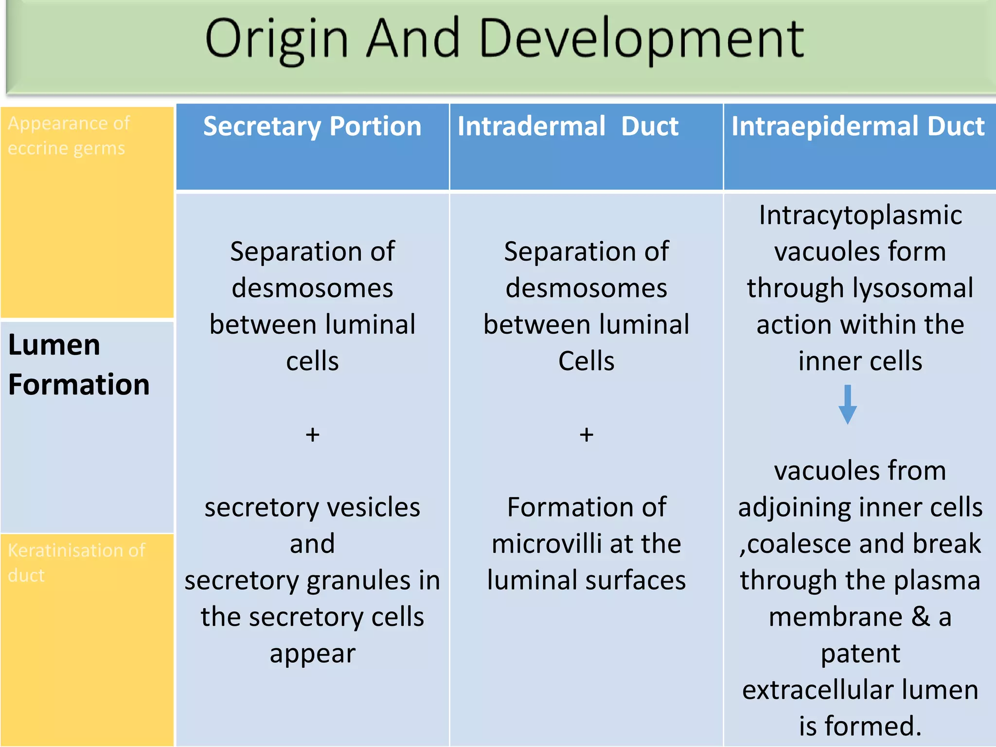 Appearance of
eccrine germs
Lumen
Formation
Keratinisation of
duct
Secretary Portion Intradermal Duct Intraepidermal Duct
Separation of
desmosomes
between luminal
cells
+
secretory vesicles
and
secretory granules in
the secretory cells
appear
Separation of
desmosomes
between luminal
Cells
+
Formation of
microvilli at the
luminal surfaces
Intracytoplasmic
vacuoles form
through lysosomal
action within the
inner cells
vacuoles from
adjoining inner cells
,coalesce and break
through the plasma
membrane & a
patent
extracellular lumen
is formed.
 