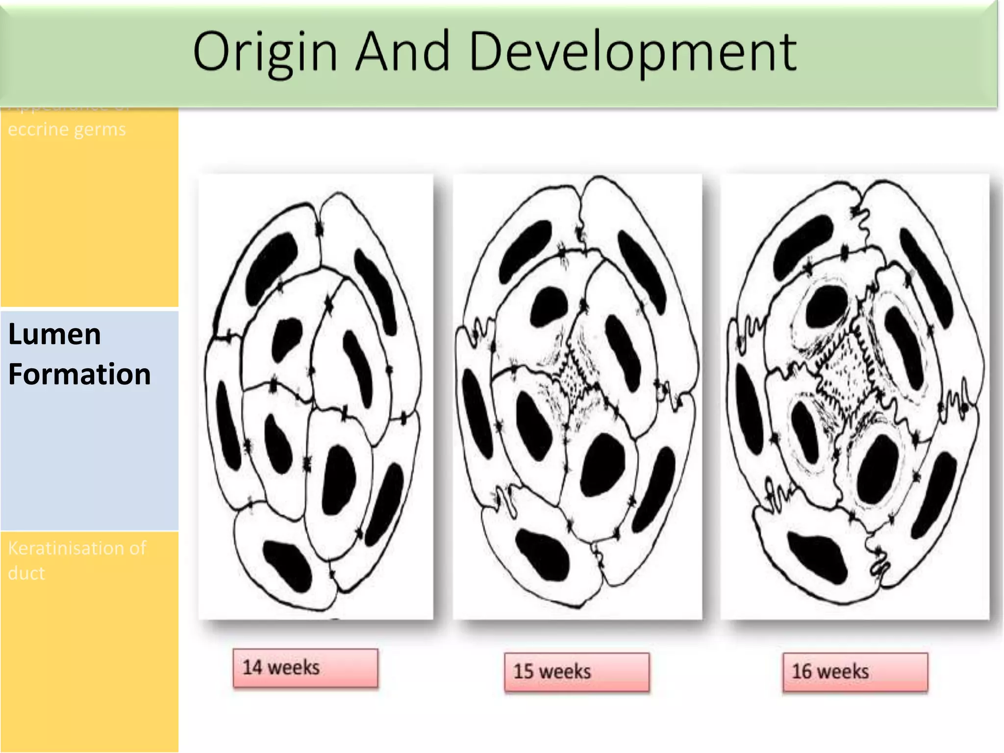 Appearance of
eccrine germs
Lumen
Formation
Keratinisation of
duct
 