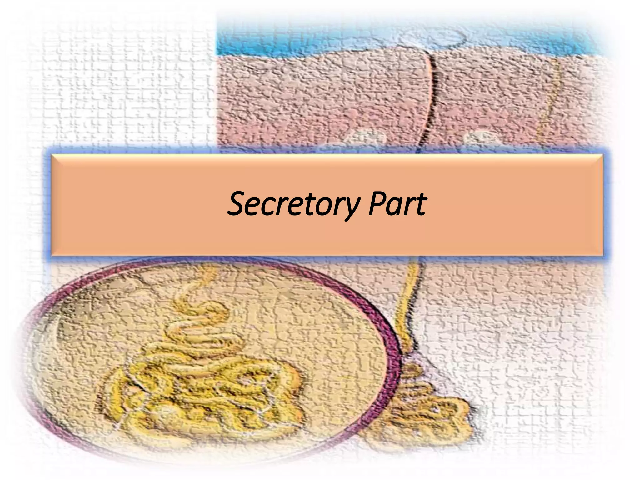 Secretory Part
 