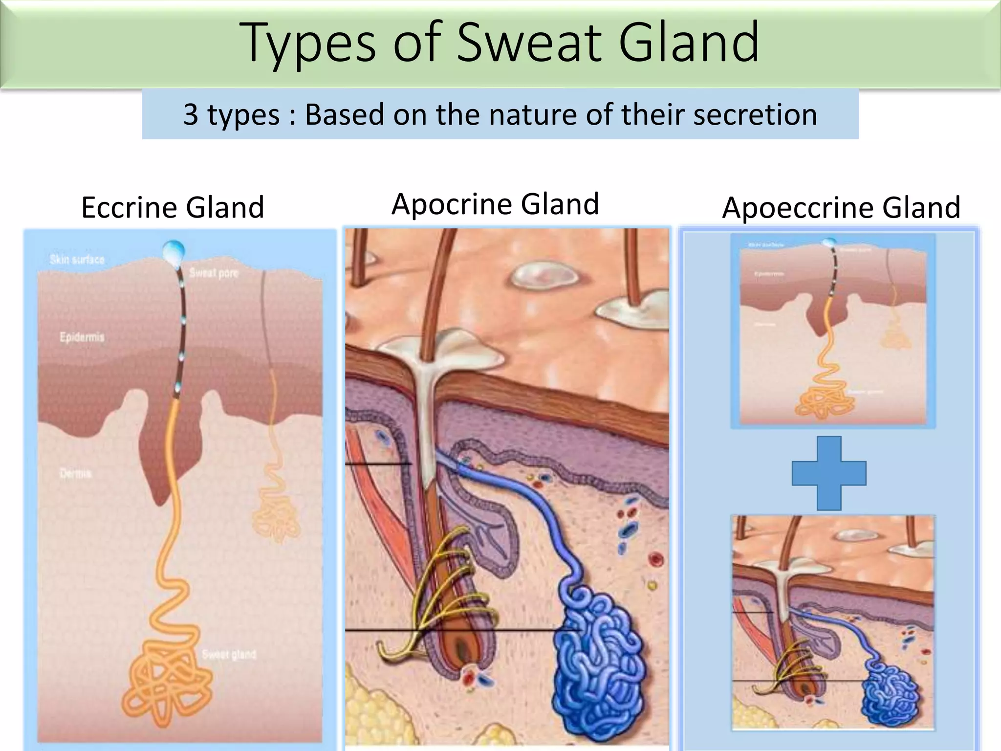 Types of Sweat Gland
3 types : Based on the nature of their secretion
Eccrine Gland Apocrine Gland Apoeccrine Gland
 
