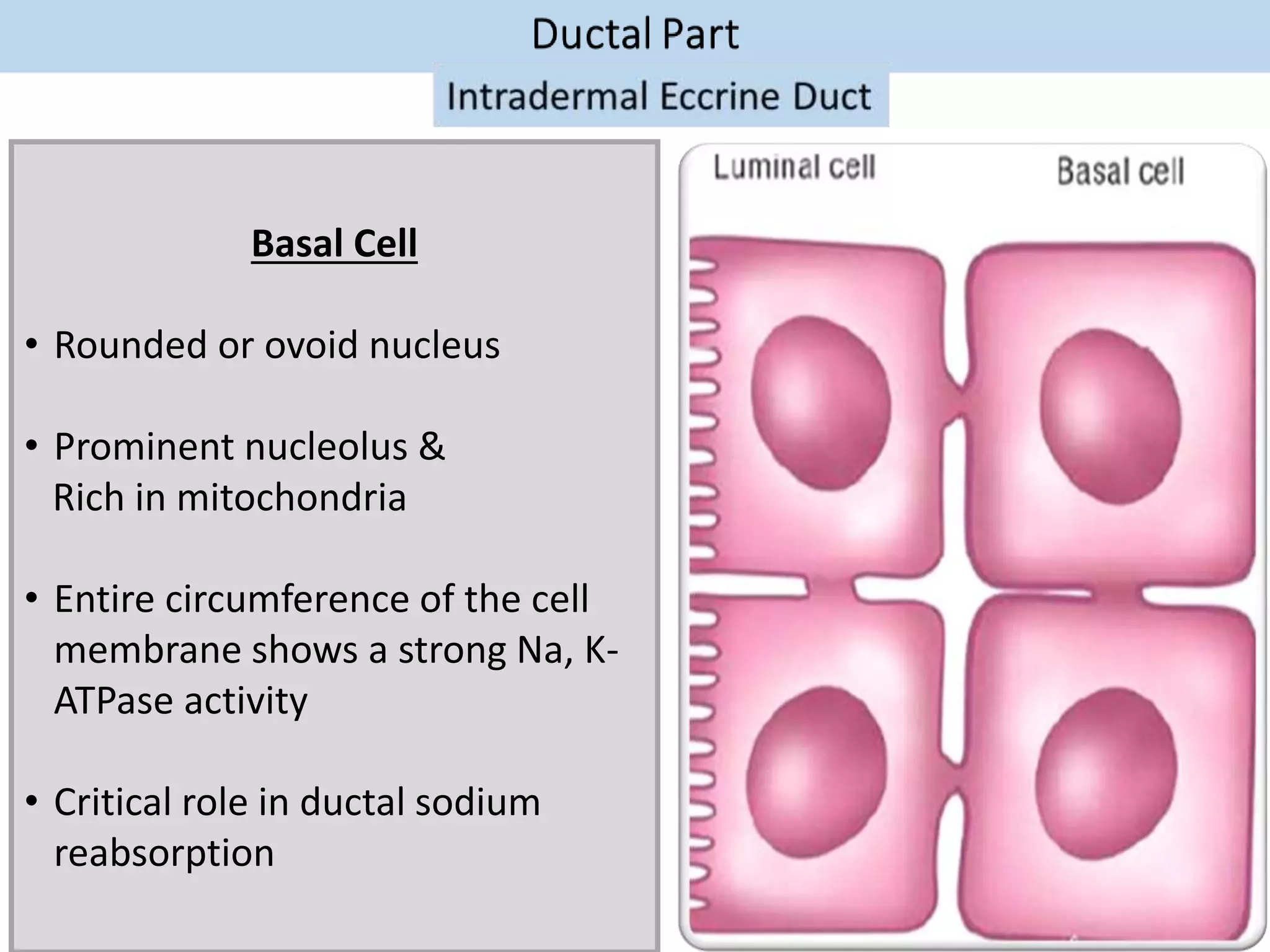 Basal Cell
• Rounded or ovoid nucleus
• Prominent nucleolus &
Rich in mitochondria
• Entire circumference of the cell
membrane shows a strong Na, K-
ATPase activity
• Critical role in ductal sodium
reabsorption
 