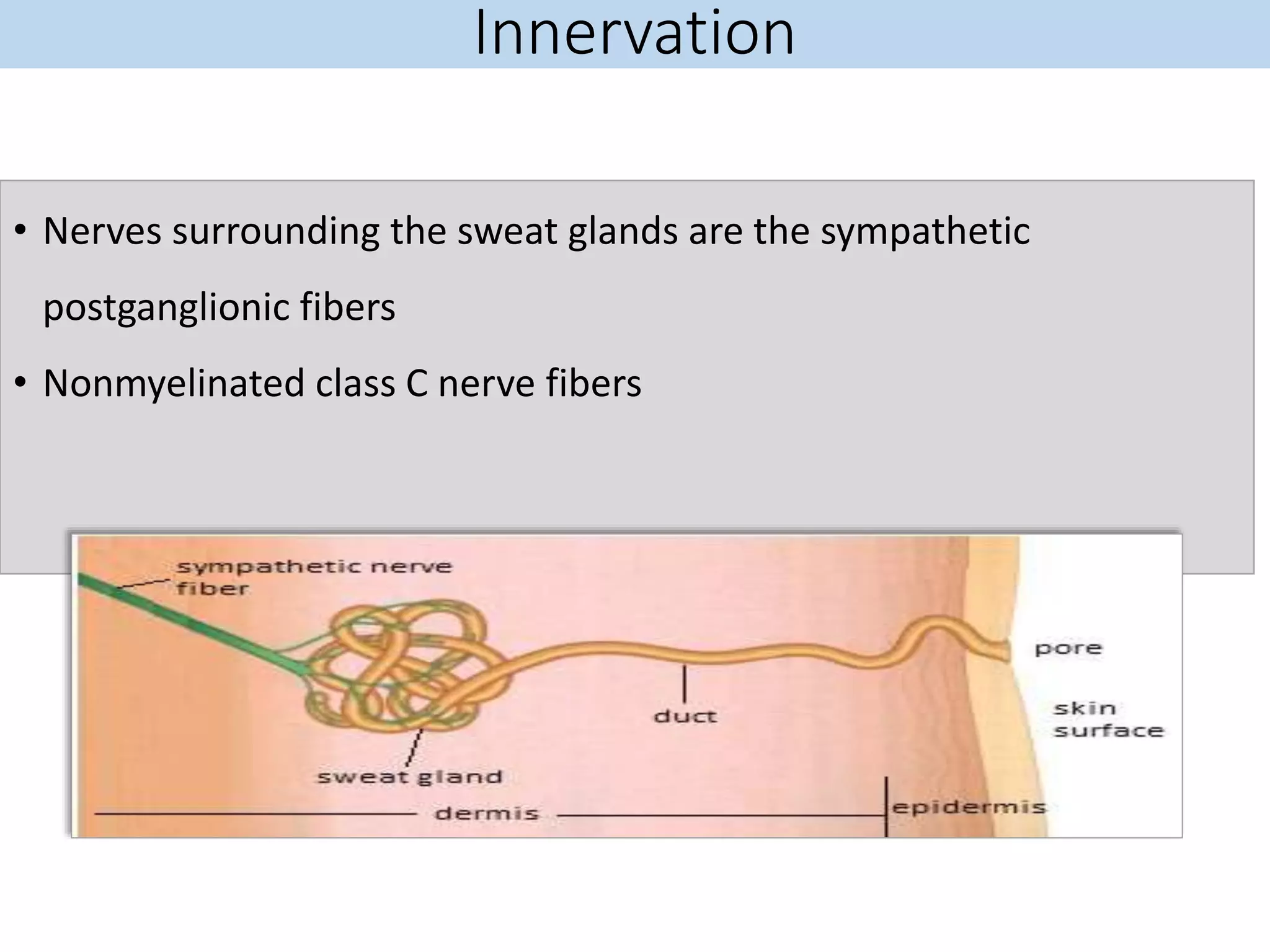 Innervation
• Nerves surrounding the sweat glands are the sympathetic
postganglionic fibers
• Nonmyelinated class C nerve fibers
 