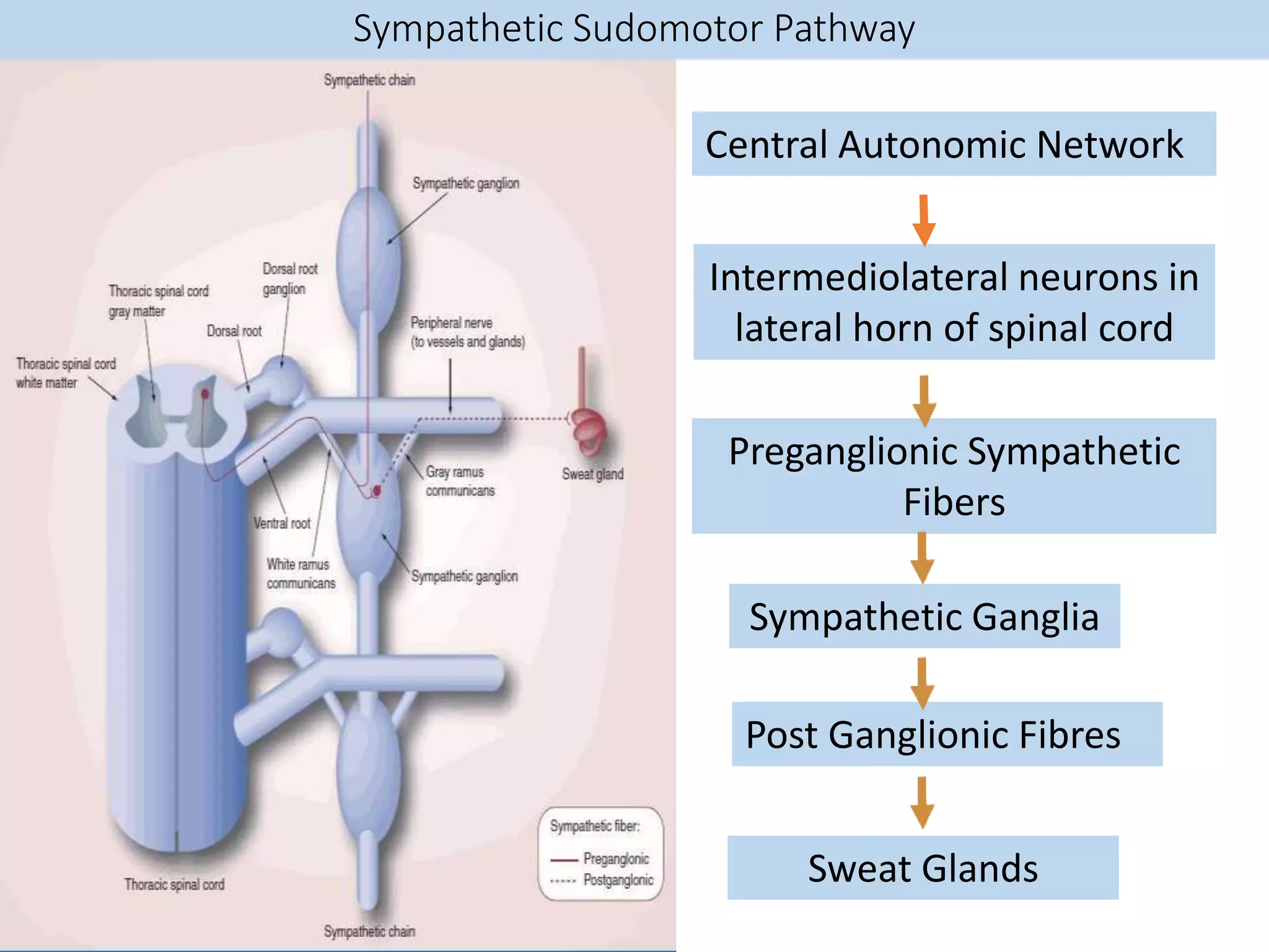 Sympathetic Sudomotor Pathway
Central Autonomic Network
Intermediolateral neurons in
lateral horn of spinal cord
Preganglionic Sympathetic
Fibers
Sympathetic Ganglia
Post Ganglionic Fibres
Sweat Glands
 