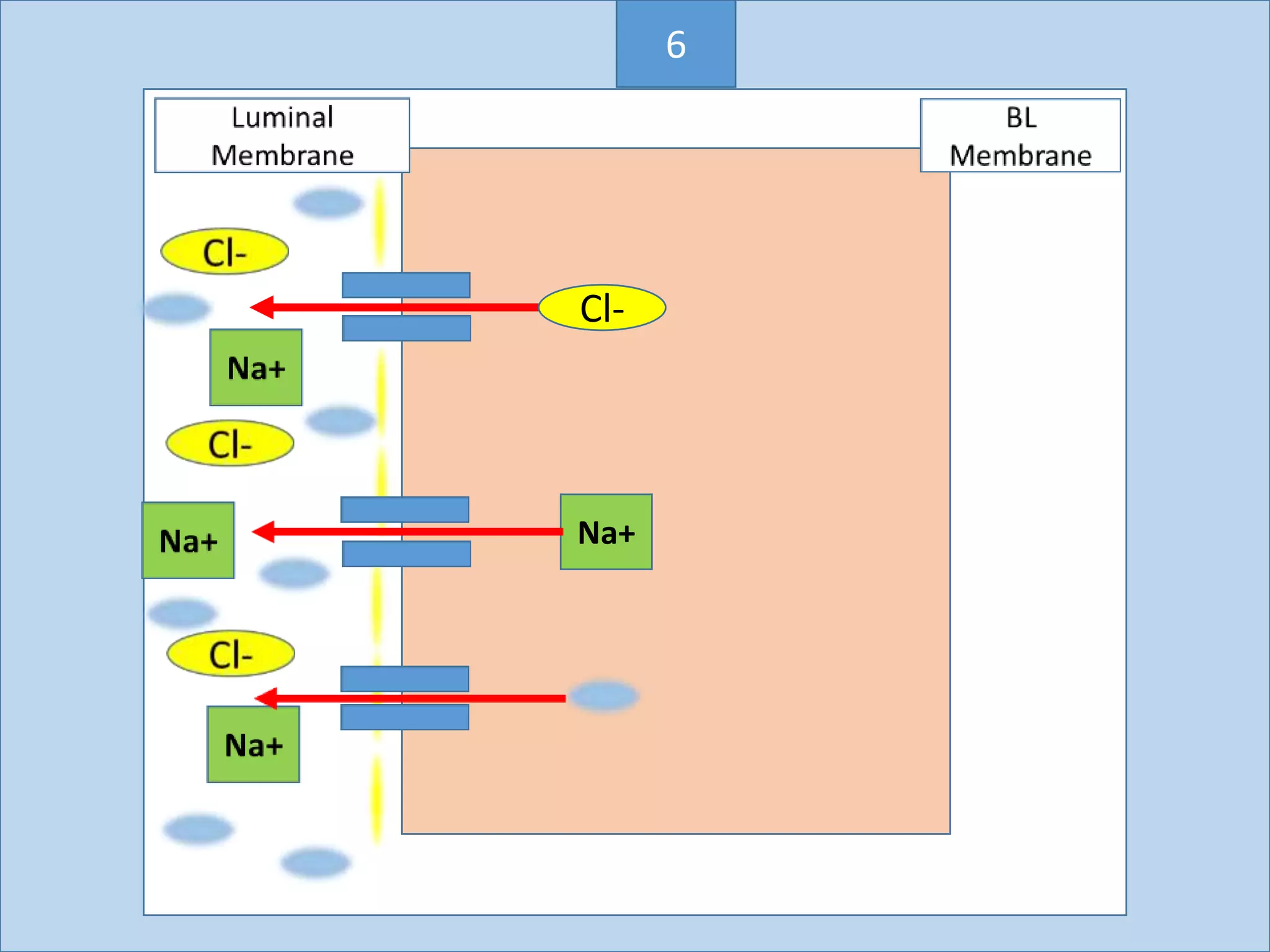 Cl-
Na+
6
 