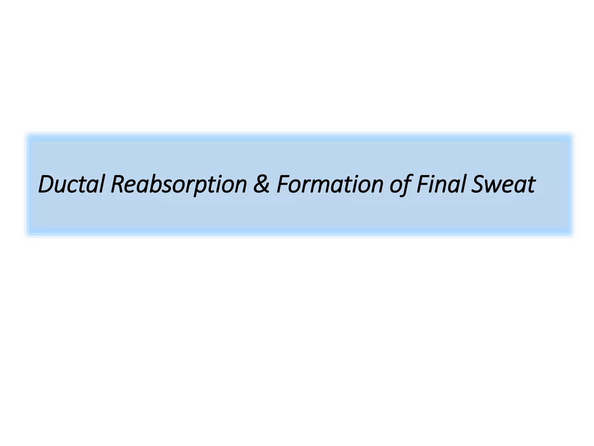Ductal Reabsorption & Formation of Final Sweat
 
