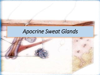 Apocrine Sweat Glands
 