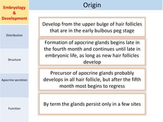 OriginEmbryology
&
Development
Distribution
Structure
Apocrine secretion
Function
Develop from the upper bulge of hair follicles
that are in the early bulbous peg stage
Formation of apocrine glands begins late in
the fourth month and continues until late in
embryonic life, as long as new hair follicles
develop
Precursor of apocrine glands probably
develops in all hair follicle, but after the fifth
month most begins to regress
By term the glands persist only in a few sites
 