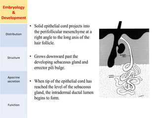 Embryology
&
Development
Distribution
Structure
Apocrine
secretion
Function
 