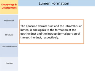 Lumen FormationEmbryology &
Development
Distribution
Structure
Apocrine secretion
Function
The apocrine dermal duct and the intrafollicular
lumen, is analogous to the formation of the
eccrine duct and the intraepidermal portion of
the eccrine duct, respectively.
 