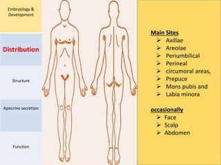 Embryology &
Development
Distribution
Structure
Apocrine secretion
Function
Main Sites
 Axillae
 Areolae
 Periumbilical
 Perineal
 circumoral areas,
 Prepuce
 Mons pubis and
 Labia minora
occasionally
 Face
 Scalp
 Abdomen
 
