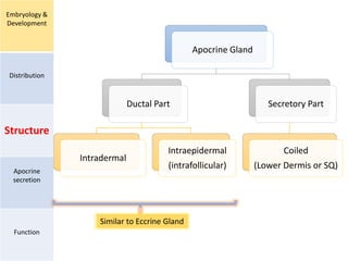 Embryology &
Development
Distribution
Structure
Apocrine
secretion
Function
Apocrine Gland
Ductal Part
Intradermal
Intraepidermal
(intrafollicular)
Secretory Part
Coiled
(Lower Dermis or SQ)
Similar to Eccrine Gland
 