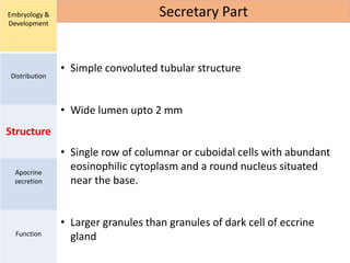 Embryology &
Development
Distribution
Structure
Apocrine
secretion
Function
Secretary Part
• Simple convoluted tubular structure
• Wide lumen upto 2 mm
• Single row of columnar or cuboidal cells with abundant
eosinophilic cytoplasm and a round nucleus situated
near the base.
• Larger granules than granules of dark cell of eccrine
gland
 